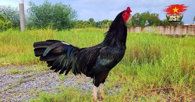 yếu tố đặc trưng Gà Ô Chân Trắng